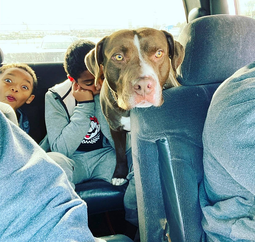 Oso is registered to the contest to win money with this photo: canidae, car, car_seat, carnivore, comfort, companion_dog, dog, dog_breed, family_car, fun, fur, happy, head_restraint, leisure, motor_vehicle, sporting_group, travel, vehicle, vehicle_door, working_animal