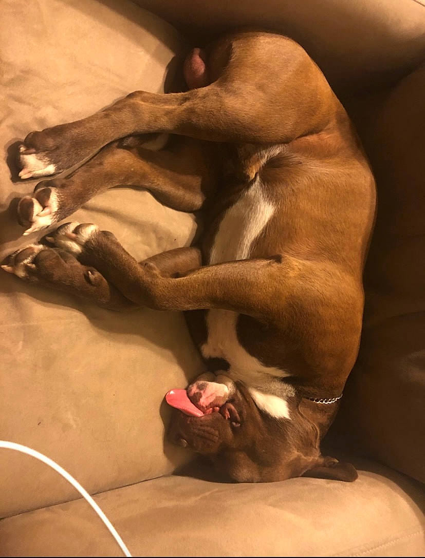 Oso joined the competition — help win amazing prizes! art, artifact, carmine, chest, classical_sculpture, clay, fawn, flesh, gesture, human_body, human_leg, jaw, leg, religious_item, sculpture, snout, trunk, visual_arts, wood, working_animal