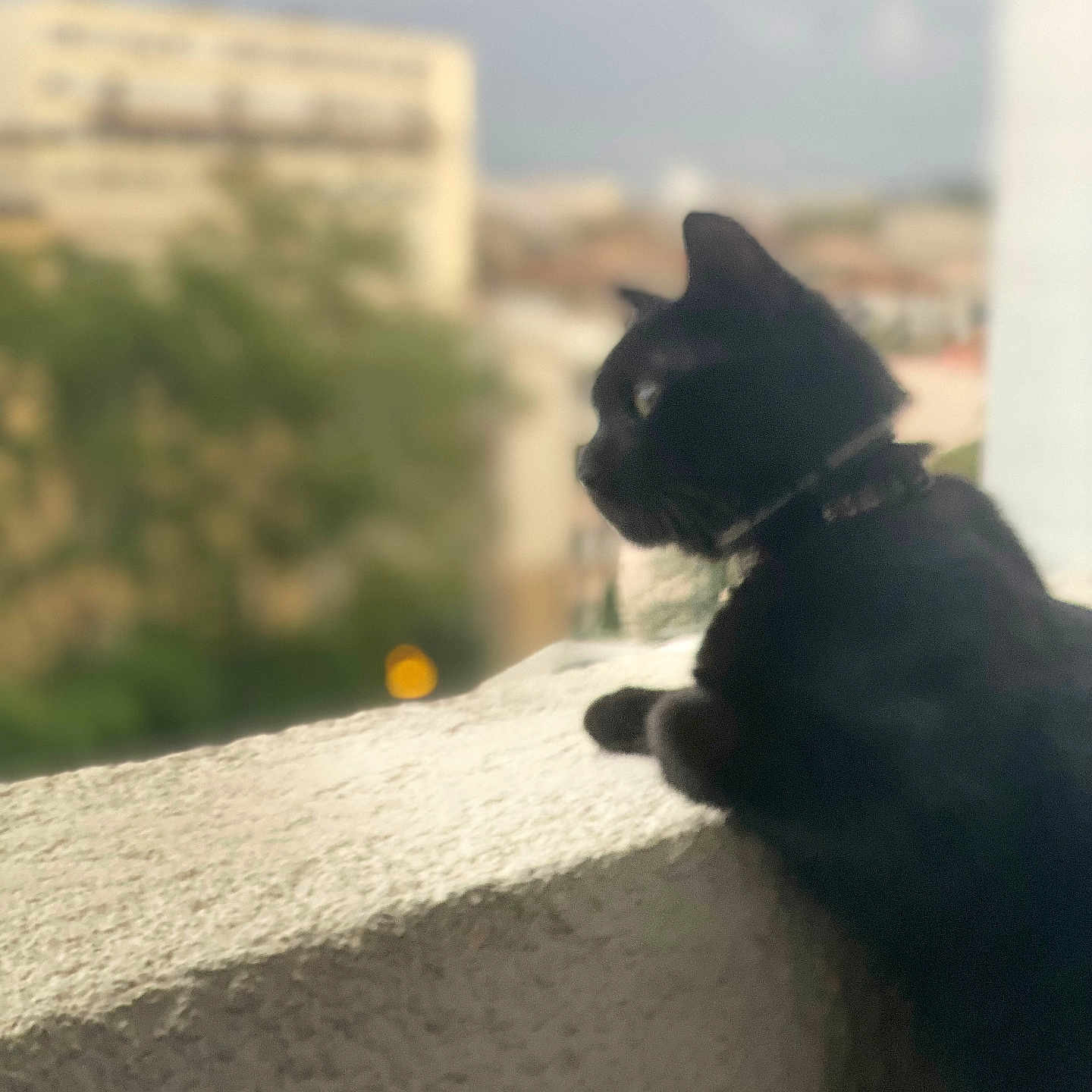 June participe au concours pour gagner de l'argent avec cette photo : abyssinian, animal, blackcat, canine, cat, dog, kitten, manx, pet, siamese, silhouette