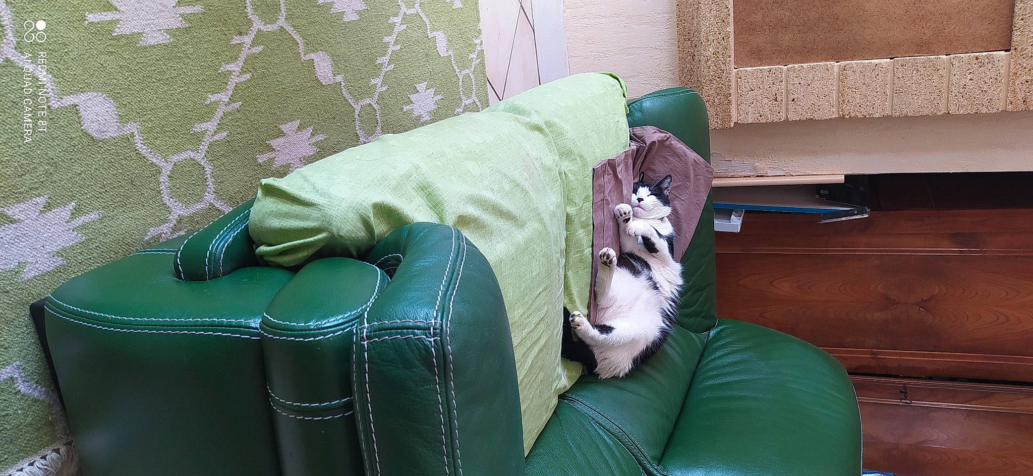 Masha a rejoint le concours — aidez-le/la à gagner de superbes lots ! armrest, carnivore, cat, comfort, companion_dog, couch, felidae, furniture, green, interior_design, linens, living_room, pillow, purple, room, small_to_medium_sized_cats, studio_couch, textile, throw_pillow, wood