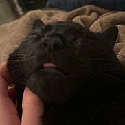 Fedichini Alfredo is registered to the contest to win money with this photo: animal, black_cat, blanket, cat, close_up, comfort, cozy, cute, domestic, face, feline, fur, hand, indoor, pet, relaxed, resting, scratching, sleepy, tongue_out