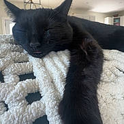 Fedichini Alfredo joined the competition — help win amazing prizes! black_cat, sleeping_cat, pet, indoor, blanket, cozy, relaxed, fur, whiskers, paw, close_up, domestic_cat, resting, feline, home, comfortable, cute, animal, nap, sleep
