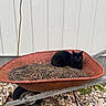 Fedichini Alfredo joined the competition — help win amazing prizes! black_cat, cat, wheelbarrow, soil, rusty, outdoor, gravel, green_plants, white_wall, resting_cat, animal, pet, nature, garden, twigs, old_wheelbarrow, quiet, relaxed, feline, background_wall