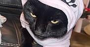 Fedichini Alfredo joined the competition — help win amazing prizes! animal, animal_portrait, black_cat, cat, christmas, clothing, couch, cute, decorations, expression, fireplace, fur, holiday, hoodie, indoor, leather, pet, pet_clothing, stockings, yellow_eyes