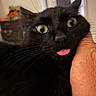 black_cat, cat, pet, animal, close_up, tongue_out, hand, indoor, funny_expression, whiskers, green_eyes, feline, cute, domestic_animal, face, portrait, playful, mischievous, fur, closeup