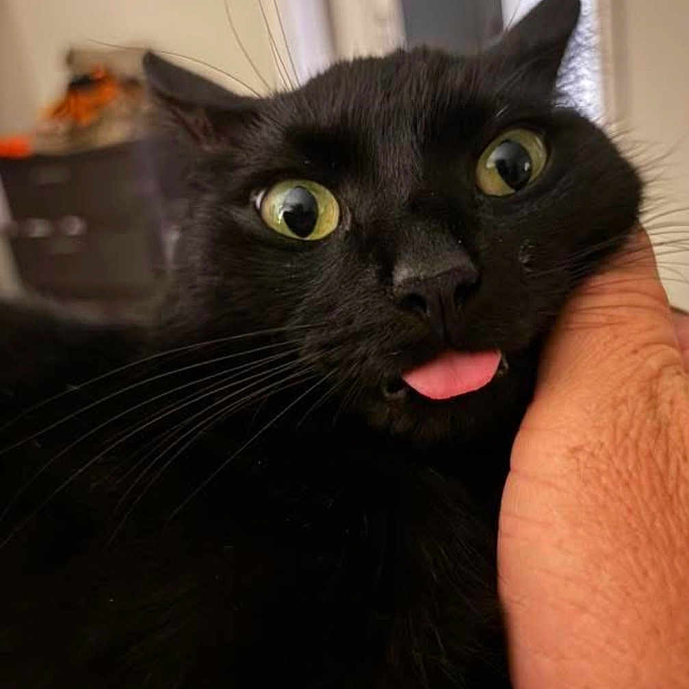 Fedichini Alfredo joined the competition — help win amazing prizes! black_cat, cat, pet, animal, close_up, tongue_out, hand, indoor, funny_expression, whiskers, green_eyes, feline, cute, domestic_animal, face, portrait, playful, mischievous, fur, closeup