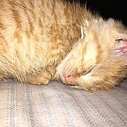 Cinnamon joined the competition — help win amazing prizes! kitten, cat, sleeping, orange_tabby, fur, close_up, pet, animal, paw, ear, soft, cozy, resting, cute, domestic_cat, young, feline, striped, fabric, indoor