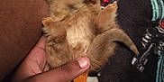 Cinnamon joined the competition — help win amazing prizes! kitten, cat, orange_cat, hand, furry, small_animal, cute, pet, animal, blanket, resting, paw, feline, cozy, domestic_animal, fur, young, indoor, holding, human_hand