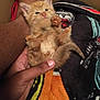 kitten, cat, orange_cat, hand, furry, small_animal, cute, pet, animal, blanket, resting, paw, feline, cozy, domestic_animal, fur, young, indoor, holding, human_hand