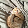 Cinnamon joined the competition — help win amazing prizes! kitten, cat, orange_cat, fur, sleepy, curled_up, blanket, beige, soft, cute, pet, animal, feline, whiskers, cozy, resting, small, young, indoor, nap