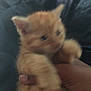 Cinnamon is registered to the contest to win money with this photo: kitten, orange_cat, blur, furry, small, pet, animal, cute, hand, holding, indoor, closeup, young, feline, blurred, fur, paw, domestic_animal, mammal, tiny
