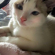 Gemma joined the competition — help win amazing prizes! animal, cat, close_up, cozy, cute, domestic_animal, face, feline, fur, furry, indoor, mammal, pet, pink_blanket, portrait, relaxed, resting, sleepy, soft_texture, whiskers