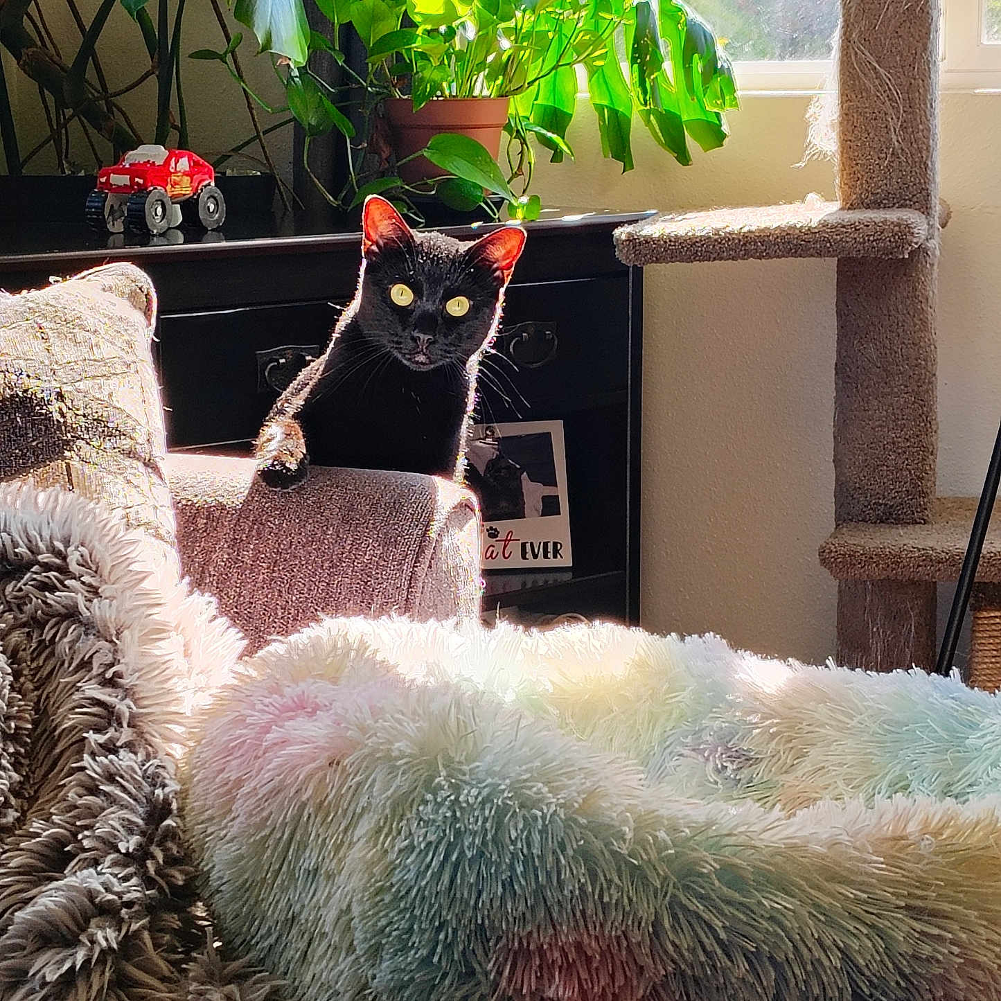 Alex is registered to the contest to win money with this photo: animal, architecture, bear, building, cat, couch, flower, flowerarrangement, furniture, homedecor, indoors, jar, livingroom, pet, plant, planter, pottedplant, pottery, room, vase