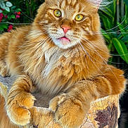 Youkiyo a rejoint le concours — aidez-le/la à gagner de superbes lots ! animal, black_cat, cat, close_up, domestic_cat, eyes, feline, flowers, fluffy_fur, green_plants, nature, orange_tabby, outdoor, paws, peaceful, pet, relaxed, resting, whiskers, wooden_perch