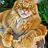 animal, black_cat, cat, close_up, domestic_cat, eyes, feline, flowers, fluffy_fur, green_plants, nature, orange_tabby, outdoor, paws, peaceful, pet, relaxed, resting, whiskers, wooden_perch