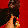 black_cat, cat, hand, green_nail_polish, red_background, feline, fangs, animal, pet, closeup, portrait, claws, human_hand, sharp_teeth, domestic_cat, vivid_colors, contrast, fur, mammal, expression