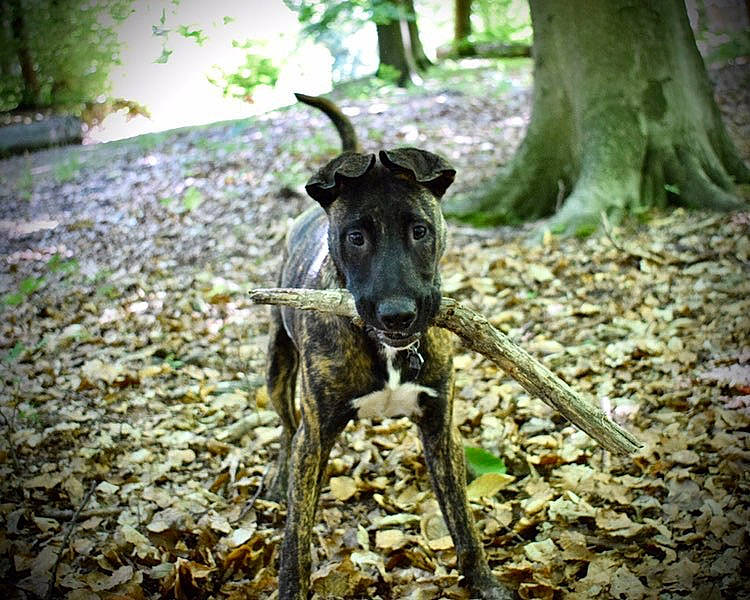 Gotham participe au concours pour gagner de l'argent avec cette photo : canidae, carnivore, dog, dog_breed, fawn, mammal, plant, snout, tree, woodland