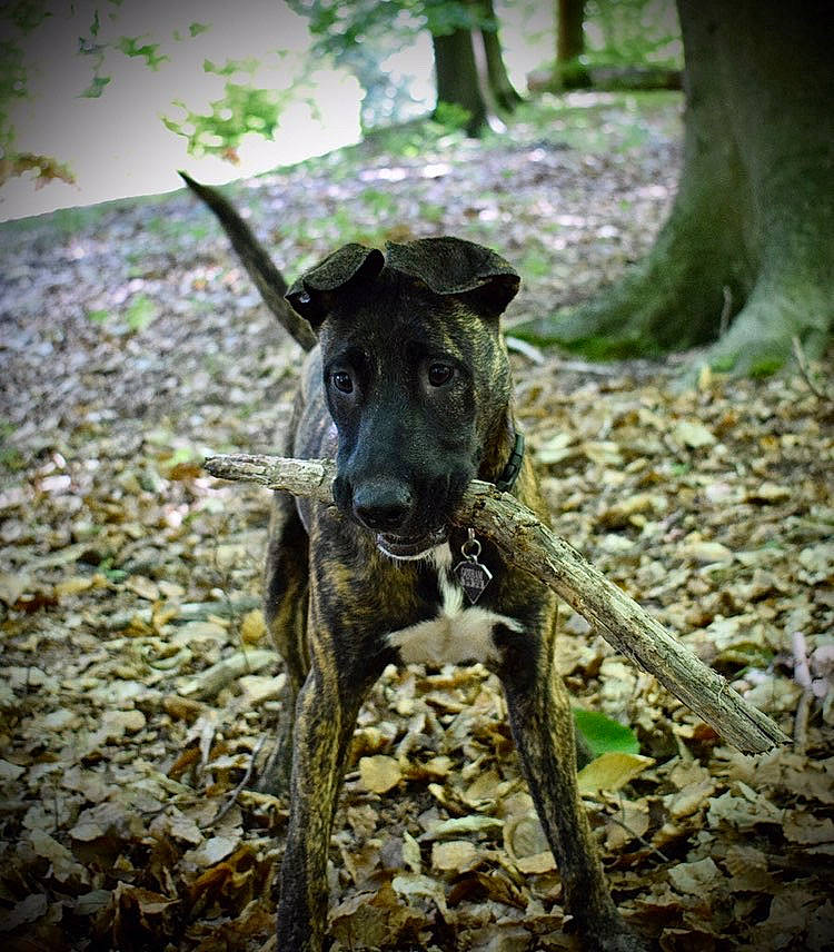 Gotham participe au concours pour gagner de l'argent avec cette photo : alaunt, canidae, carnivore, dog, dog_breed, dutch_shepherd_dog, fawn, formosan_mountain_dog, guard_dog, mammal, mountain_cur, non_sporting_group, plant, snout