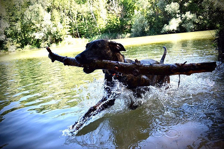 Gotham participe au concours pour gagner de l'argent avec cette photo : bank, canidae, carnivore, dog, dog_breed, flat_coated_retriever, labrador_retriever, pond, reflection, retriever, river, sporting_group, tree, water, water_resources, watercourse, working_animal