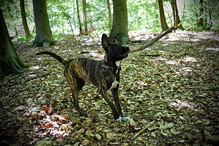 Gotham a rejoint le concours — aidez-le/la à gagner de superbes lots ! alaunt, canidae, carnivore, dog, dog_breed, dutch_shepherd_dog, fawn, forest, formosan_mountain_dog, hunting_dog, mammal, non_sporting_group, plant, rare_breed_dog, tree, treeing_tennessee_brindle, woodland