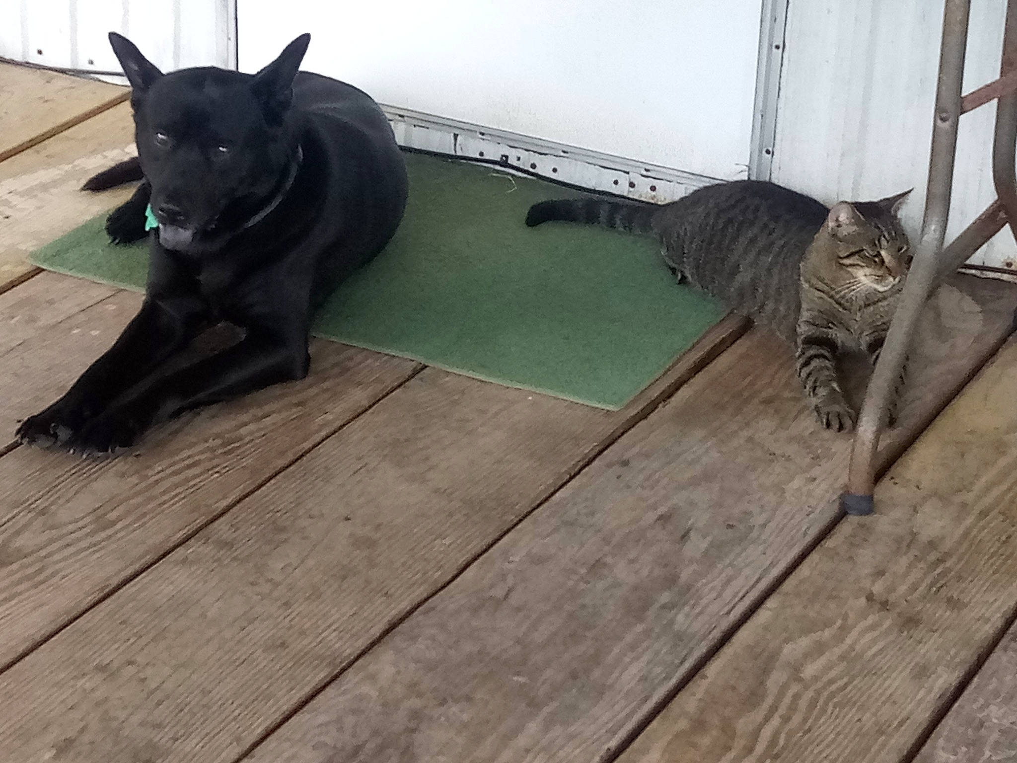 Ace joined the competition — help win amazing prizes! black_cat, canidae, carnivore, cat, felidae, floor, flooring, hardwood, korat, laminate_flooring, russian_blue, small_to_medium_sized_cats, square, tail, whiskers, wood, wood_flooring