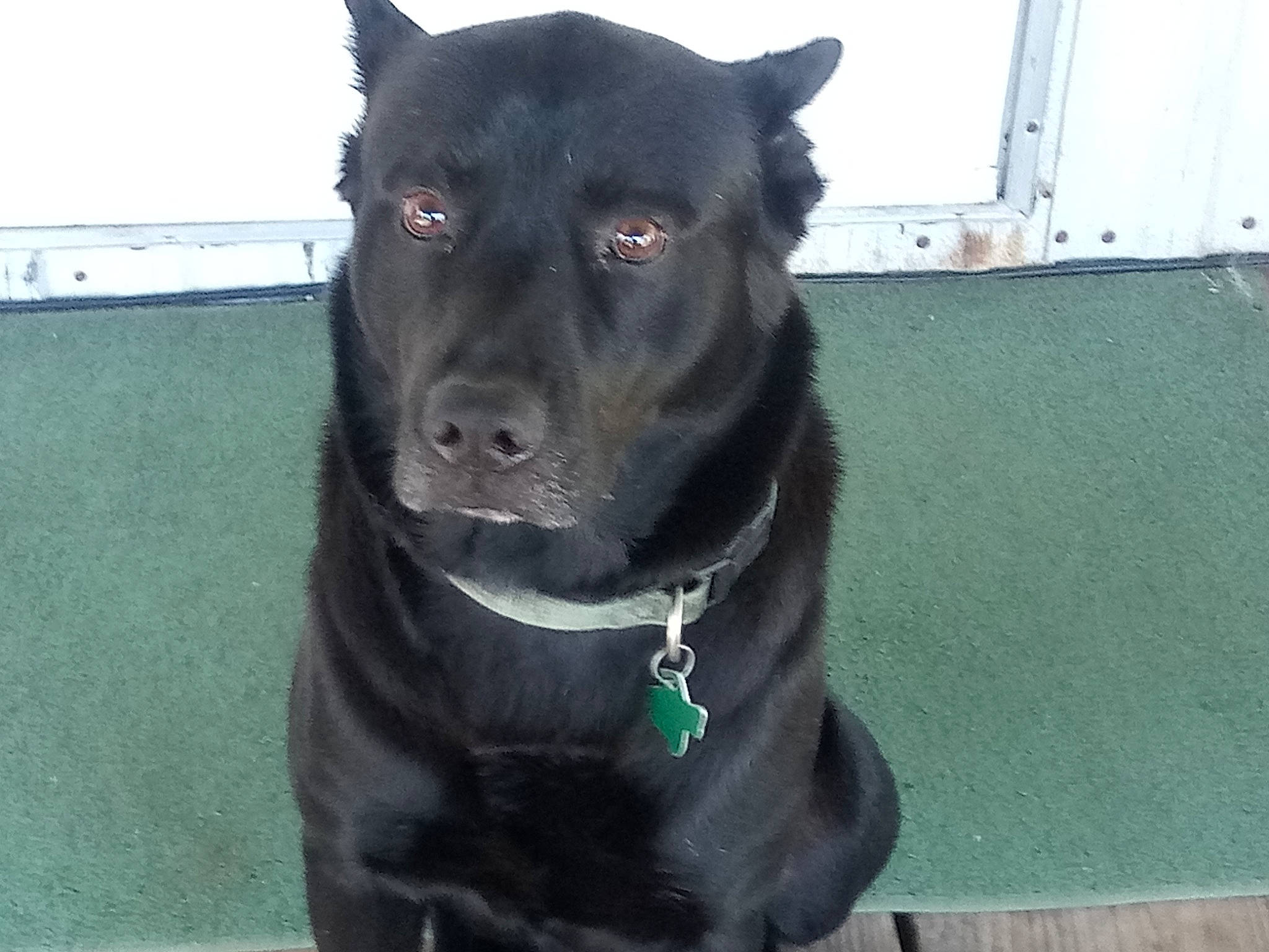 Ace is registered to the contest to win money with this photo: borador, canidae, carnivore, dog, dog_breed, formosan_mountain_dog, labrador_retriever, mammal, snout, sporting_group, vertebrate