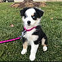 puppy, dog, grass, leash, collar, blue_eyes, black_and_white, pet, outdoor, animal, cute, young_dog, fur, sitting, nature, playful, domestic_animal, canine, adorable, pet_accessory
