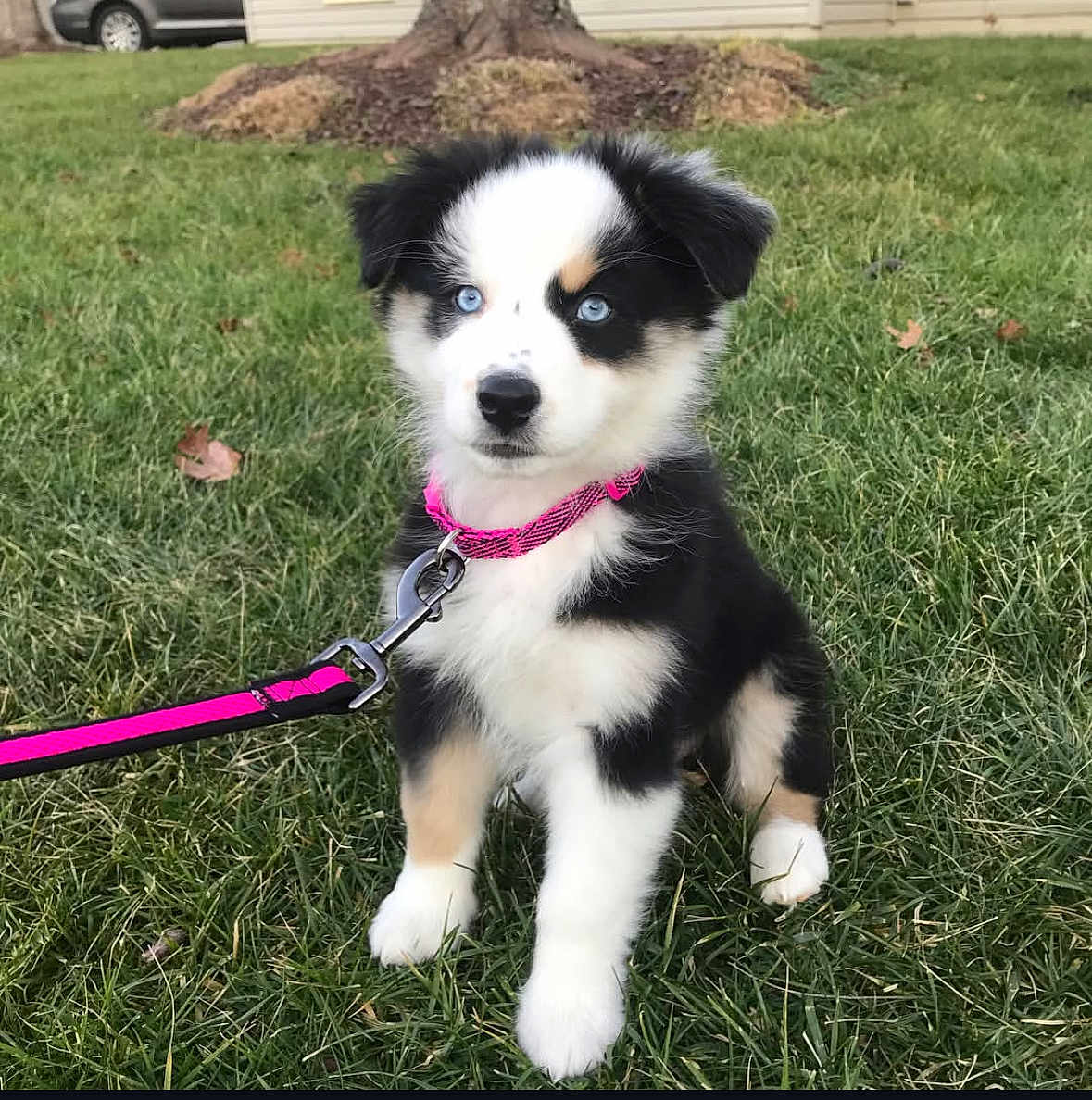 Holly