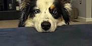 Holly is registered to the contest to win money with this photo: animal, blue_eye, brown_eye, canine, carpet, chair, closeup, cute, dog, ears, face, fur, furniture, heterochromia, indoor, living_room, nose, pet, portrait, window