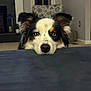 animal, blue_eye, brown_eye, canine, carpet, chair, closeup, cute, dog, ears, face, fur, furniture, heterochromia, indoor, living_room, nose, pet, portrait, window