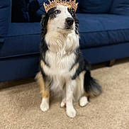 Holly joined the competition — help win amazing prizes! alert, black_and_white, canine, carpet, companion, couch, crown, decor, dog, domestic_animal, fur, furniture, house, indoor, living_room, pet, portrait, sitting, sofa, tri_color