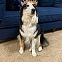 alert, black_and_white, canine, carpet, companion, couch, crown, decor, dog, domestic_animal, fur, furniture, house, indoor, living_room, pet, portrait, sitting, sofa, tri_color