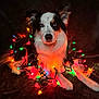 Holly is registered to the contest to win money with this photo: animal, black_background, christmas_lights, colorful, cozy, cute, decorations, dog, ears, festive, fluffy, fur, glowing, holiday, indoor, laying_down, lighting, pet, portrait, relaxed