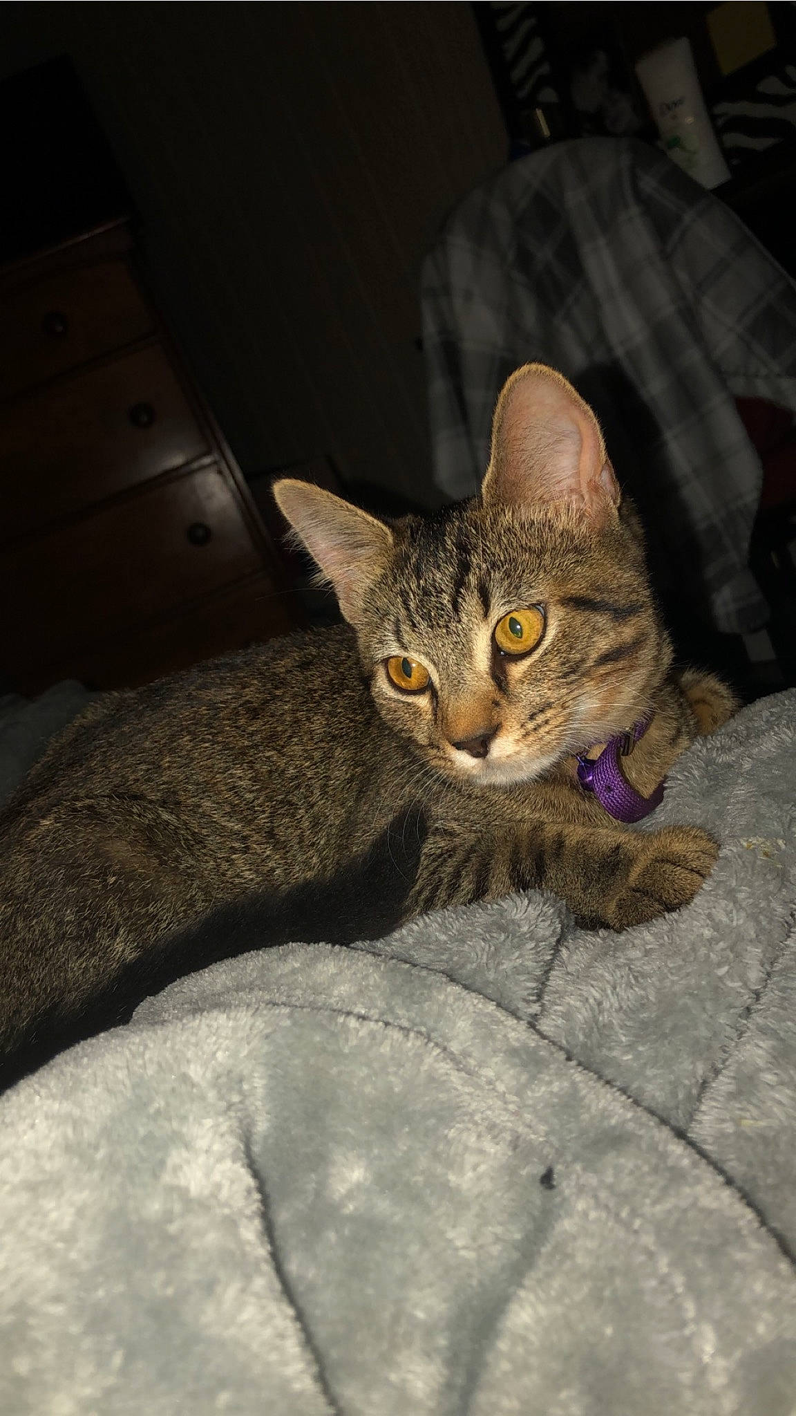 Nala joined the competition — help win amazing prizes! asian, australian_mist, bengal, california_spangled, carnivore, cat, chausie, domestic_short_haired_cat, dragon_li, egyptian_mau, european_shorthair, eye, felidae, kitten, mammal, ocicat, pixie_bob, small_to_medium_sized_cats, tabby_cat, whiskers