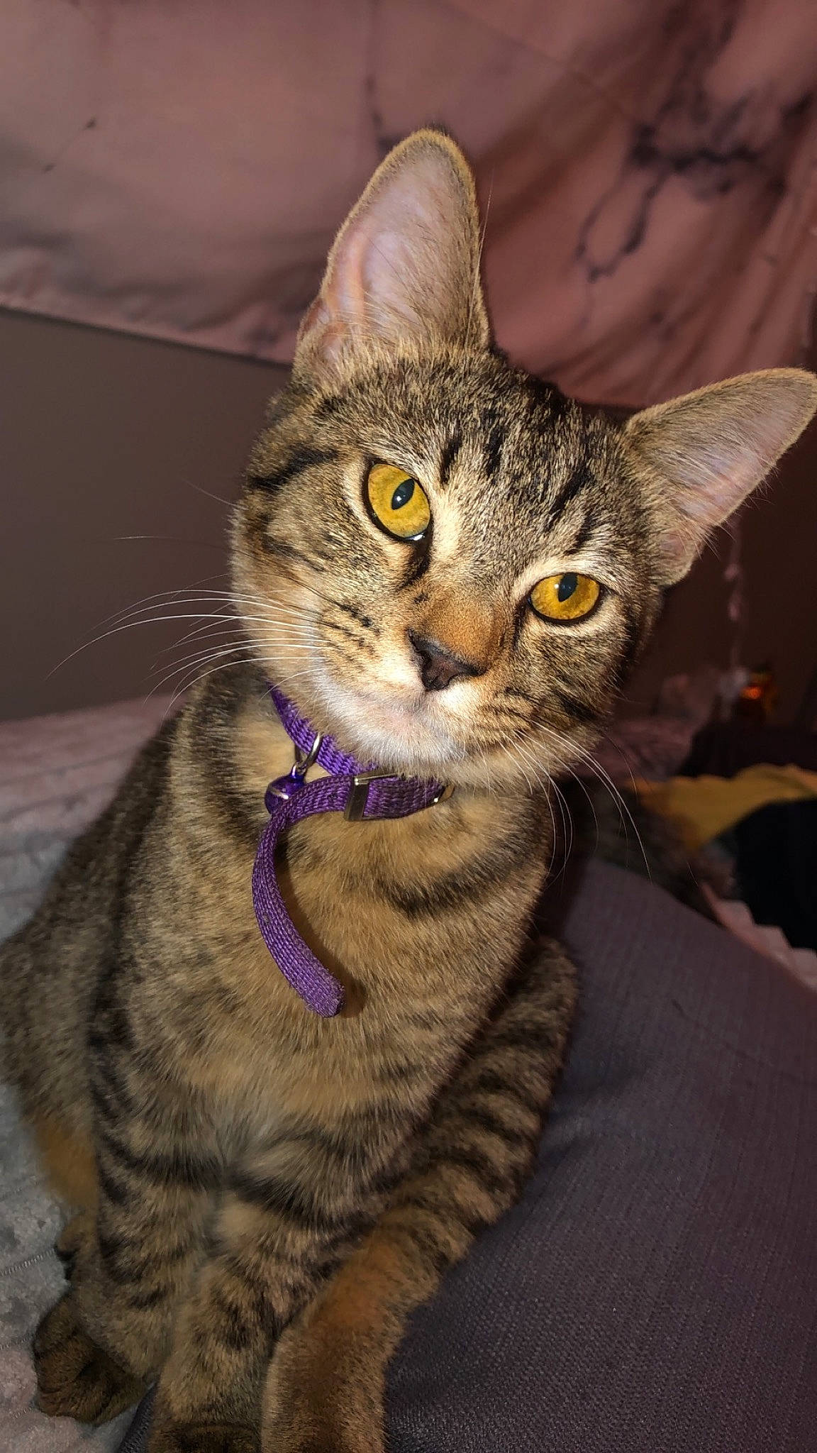 Nala joined the competition — help win amazing prizes! american_shorthair, asian, australian_mist, california_spangled, carnivore, cat, chausie, domestic_short_haired_cat, dragon_li, egyptian_mau, european_shorthair, felidae, mammal, ocicat, pixie_bob, savannah, small_to_medium_sized_cats, tabby_cat, vertebrate, whiskers