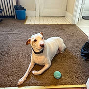 Ellis joined the competition — help win amazing prizes! animal, brown_carpet, bucket, carpet, collar, curious, dog, door, floor, household, indoor, pet, play, radiator, relaxed, resting, room, tennis_ball, white_dog, wood_floor