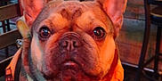 Lulu is registered to the contest to win money with this photo: dog, french_bulldog, orange_harness, chair, bar, indoors, pet, animal, cute, seated, brown_fur, ears, face, snout, paws, leisure, lighting, furniture, expression, background