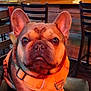 dog, french_bulldog, orange_harness, chair, bar, indoors, pet, animal, cute, seated, brown_fur, ears, face, snout, paws, leisure, lighting, furniture, expression, background