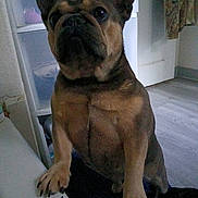 Lulu joined the competition — help win amazing prizes! animal, brown, cabinet, canine, companion, curtain, cute, dog, domestic, ears, floor, french_bulldog, household, indoor, looking_up, paw, pet, short_hair, standing, wall