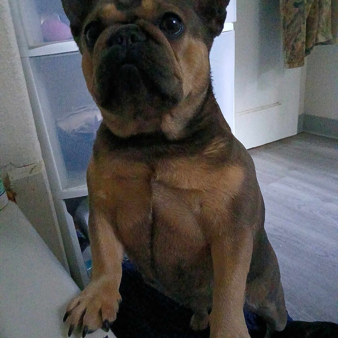 Lulu joined the competition — help win amazing prizes! animal, brown, cabinet, canine, companion, curtain, cute, dog, domestic, ears, floor, french_bulldog, household, indoor, looking_up, paw, pet, short_hair, standing, wall