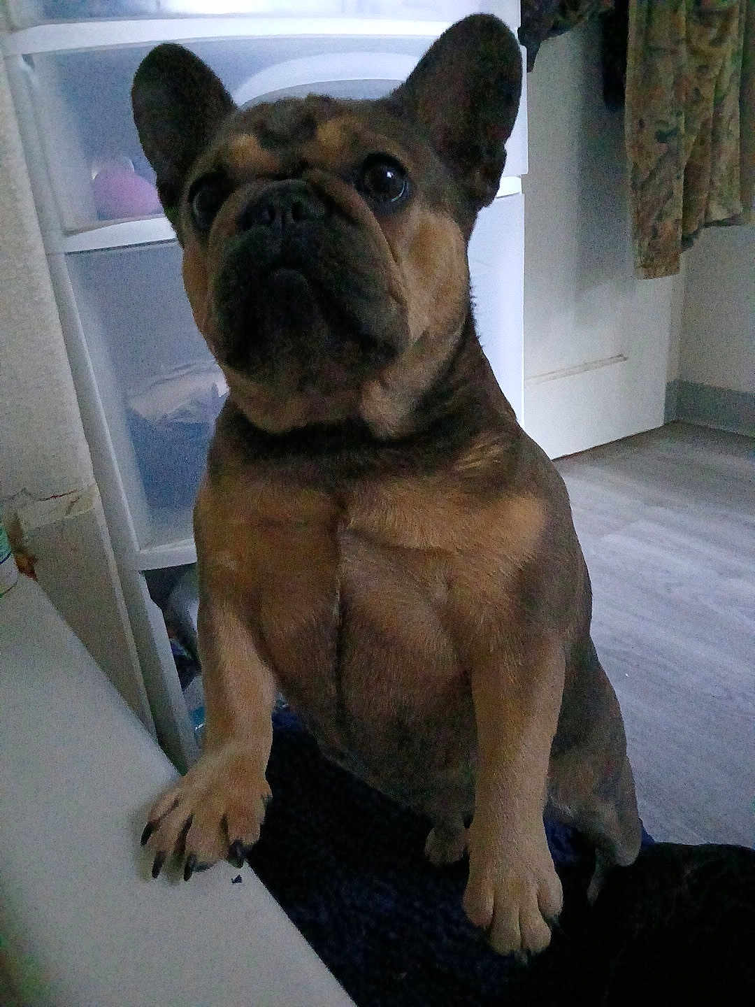 Lulu