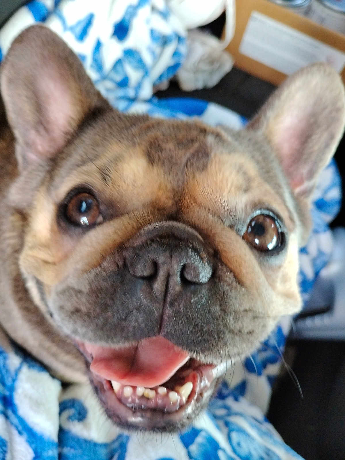 Lulu is registered to the contest to win money with this photo: dog, french_bulldog, close_up, pet, animal, smiling, tongue, blanket, brown, ears, face, cute, happy, indoor, fur, mouth, teeth, eyes, canine, companion
