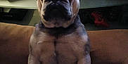 Lulu joined the competition — help win amazing prizes! animal, black, brown, carpet, cute, decor, dog, dog_bed, ears, face, french_bulldog, fur, home, indoor, living_room, looking_at_camera, paw, pet, sitting, toy