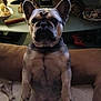 Lulu joined the competition — help win amazing prizes! dog, french_bulldog, pet, indoor, carpet, dog_bed, toy, animal, sitting, looking_at_camera, ears, face, fur, paw, home, living_room, decor, brown, black, cute