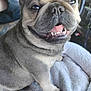 Lulu is registered to the contest to win money with this photo: dog, french_bulldog, pet, smile, happy, close_up, animal, tongue_out, bed, cozy, fur, ears, face, paw, domestic_animal, canine, cute, indoor, companion, friendly