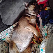Lulu is registered to the contest to win money with this photo: dog, sleeping, cushion, blanket, brown_dog, pet_bed, cozy, resting, indoor, paw, fur, snout, ears, cute, relaxation, comfortable, domestic_animal, small_dog, companion, napping