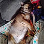 dog, sleeping, cushion, blanket, brown_dog, pet_bed, cozy, resting, indoor, paw, fur, snout, ears, cute, relaxation, comfortable, domestic_animal, small_dog, companion, napping