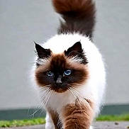 Gala participe au concours pour gagner de l'argent avec cette photo : cat, kitten, seal_point, fluffy, blue_eyes, long_hair, standing, walking, outdoors, pavement, tail, whiskers, pointed_ears, white_fur, brown_markings, pet, animal_portrait, facebook_screenshot, smartphone_interface, road