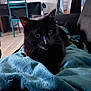 black_cat, cat, pet, indoor, blanket, furniture, chair, table, cozy, relaxed, animal, fur, whiskers, eyes, home, domestic, comfort, soft, resting, living_room