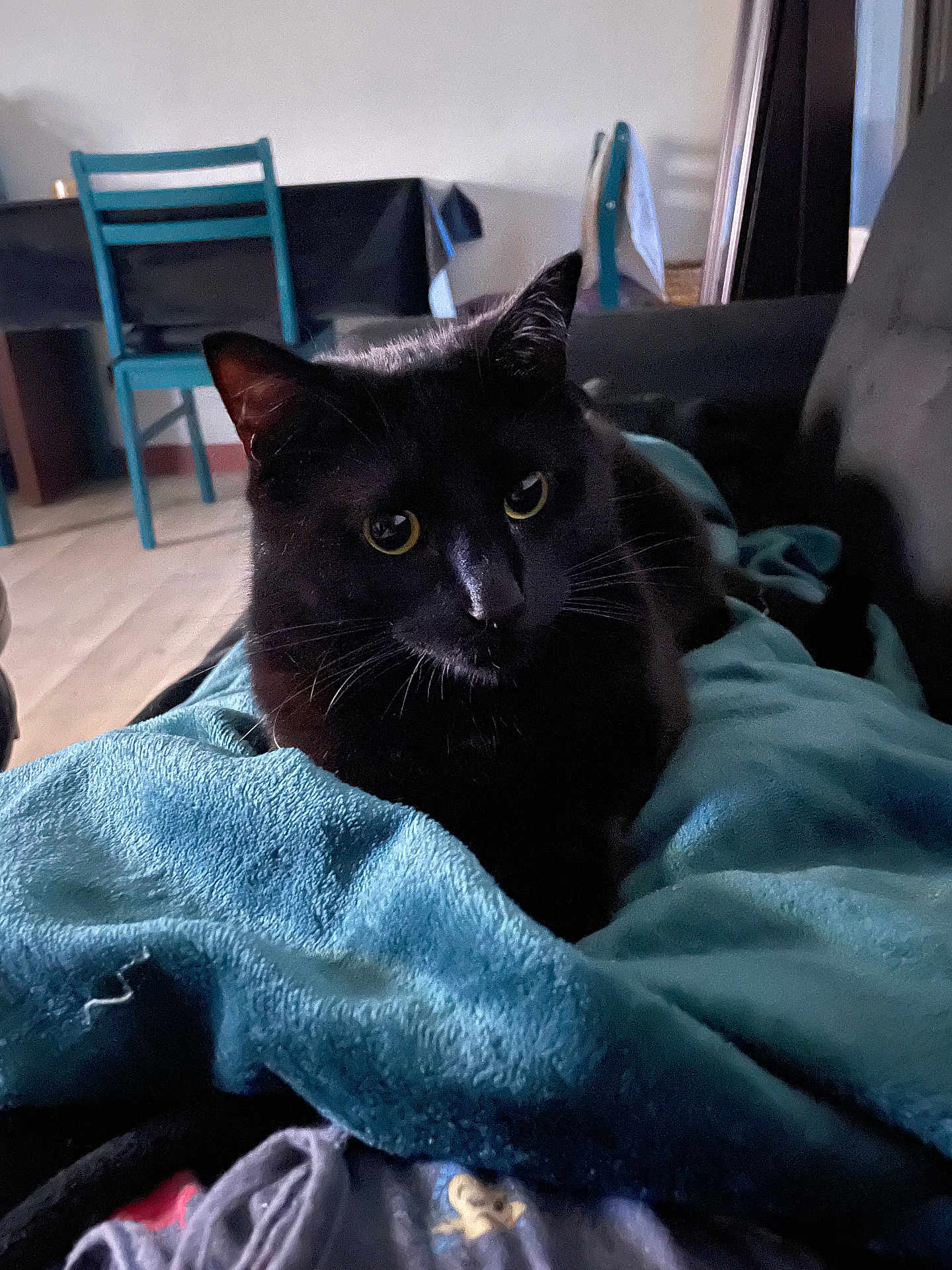 Newton